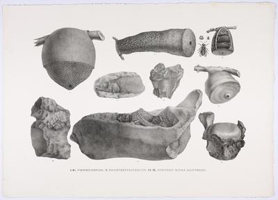 (I - IV. Cortiços de abelhas. V. Petrificações de peixes. VI - IX. Ossos de mastodonte)
