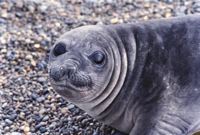 Aventuras de Igor na Antártida