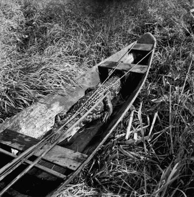 Caça de jacarés na Ilha Mexiana