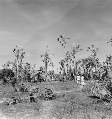 Extração e produção da Carnaúba