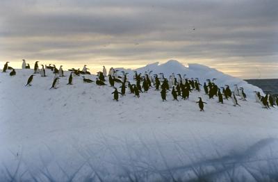 Aventuras de Igor na Antártida