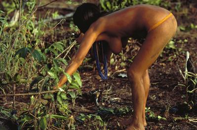 Série Xingu - Colheita da mandioca