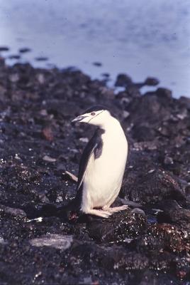 Aventuras de Igor na Antártida