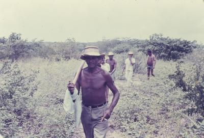 Roça no quilombo de Sibaúma