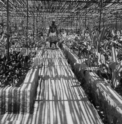 Funcionário do Sítio Burle Marx