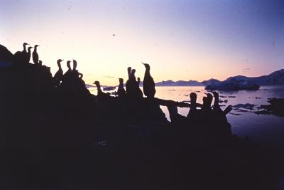 Aventuras de Igor na Antártida