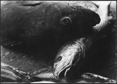 Paranoia: “olhar tranquilo dos peixes"