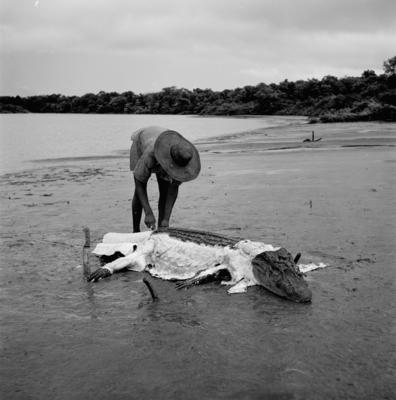 Caça de jacarés na Ilha Mexiana