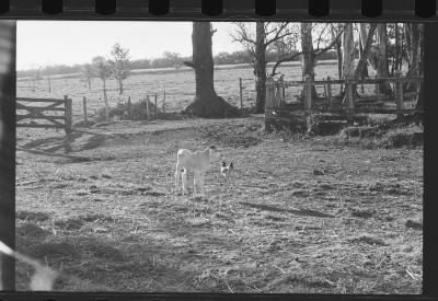 Em busca de fazendas para locacações do filme Os Herdeiros, de Cacá Diegues