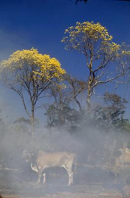 Série Rio São Francisco