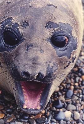 Aventuras de Igor na Antártida