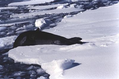 Aventuras de Igor na Antártida