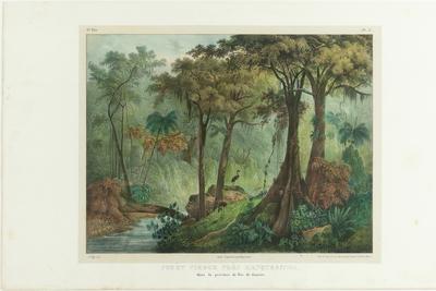 (Floresta virgem de Mangaratiba na província do Rio de Janeiro)