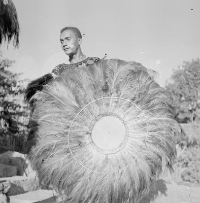 Bumba meu boi, festa popular