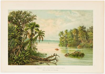 Urwald am Unteren Amazonas. (Nach der Natur, von A. Goering.)