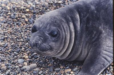 Aventuras de Igor na Antártida