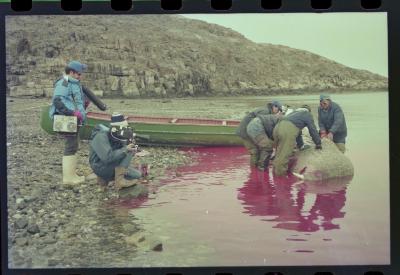 Viagem com a bióloga Livia Monami para registrar a caça da baleia branca