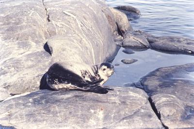 Aventuras de Igor na Antártida