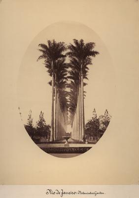 Aleia das palmeiras no Jardim Botânico