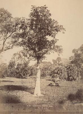 Palmeira cariota (cariota urens)