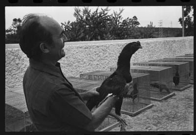 Galos usados para briga de galos