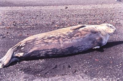 Aventuras de Igor na Antártida