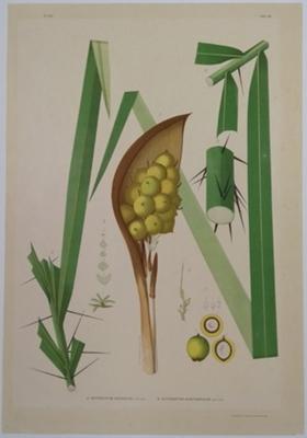 A. Astrocaryum Arenarium  B. Astrocaryum Acanthopodium