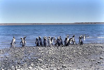 Aventuras de Igor na Antártida