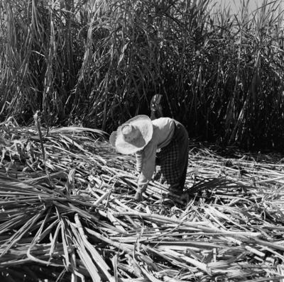 Lavoura canavieira, trabalhadores