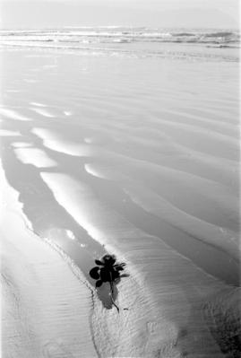 Série Festa de Iemanjá