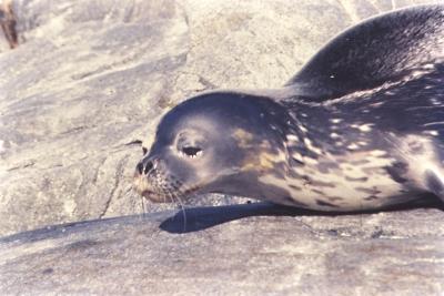 Aventuras de Igor na Antártida