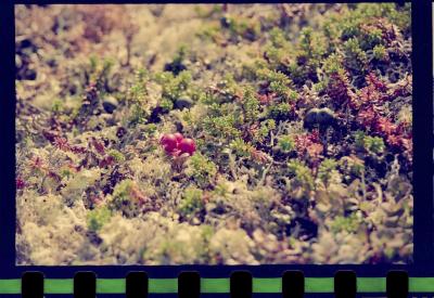 Viagem com a bióloga Livia Monami para registrar a caça da baleia branca