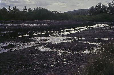 Série Caranguejeiras