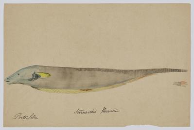 Sternarchus Florencii