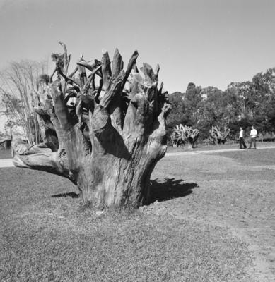 Residência de Olivo Gomes, projeto de Rino Levi, Roberto Cerqueira César e Burle Marx