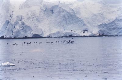 Aventuras de Igor na Antártida