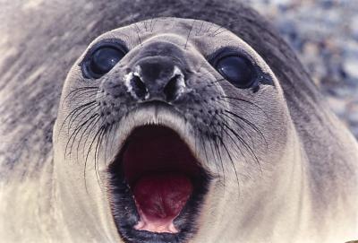 Aventuras de Igor na Antártida