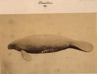 Peixe boi (Manatus americanus)