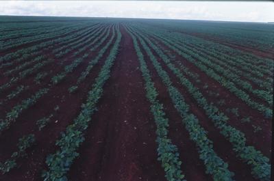 Plantação de soja na Fazenda Pirapó