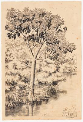 [Vegetação e árvores à margem de um rio, com duas aves]