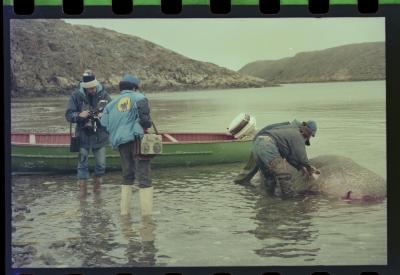 Viagem com a bióloga Livia Monami para registrar a caça da baleia branca