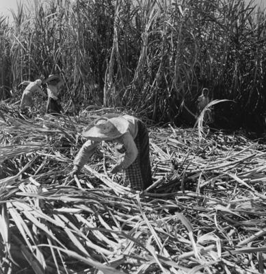 Lavoura canavieira, trabalhadores