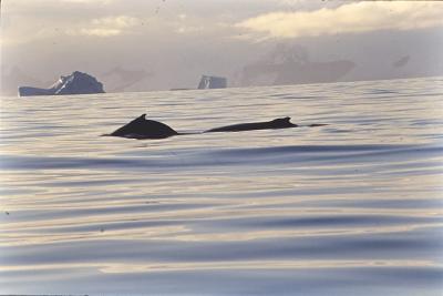 Aventuras de Igor na Antártida