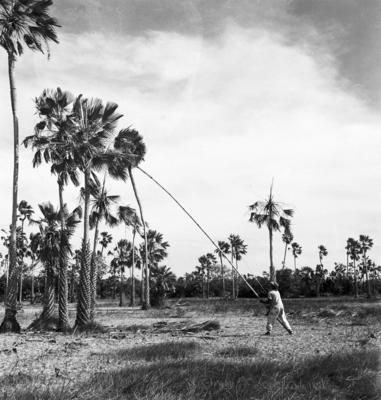 Extração e produção da Carnaúba