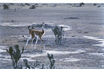 Aventuras de Igor na Antártida