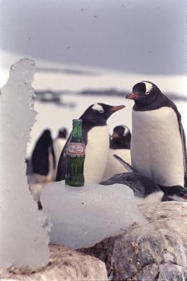 Garrafa de Guaraná Antarctica em meio aos pinguins