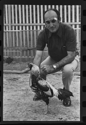 Galos usados para briga de galos