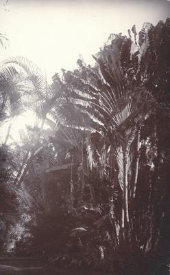 Jardim Botânico do Rio de Janeiro