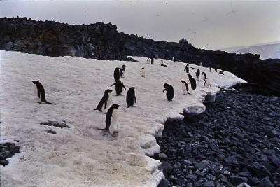 Aventuras de Igor na Antártida