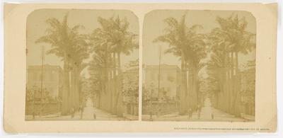 Rua Paissandu, aleia de palmeiras